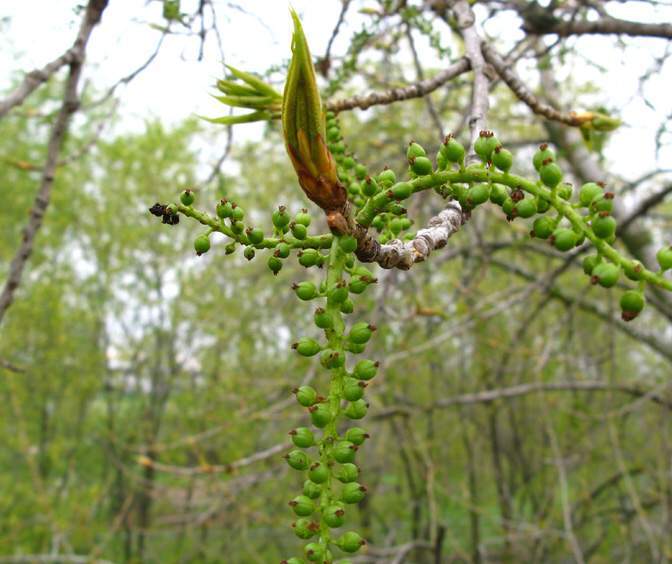 تبریزی سیاه